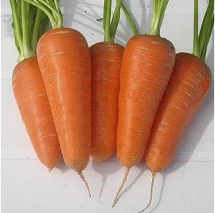 Морковь цена семян вкусный картофель семена